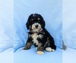 Small Photo #1 Bernedoodle (Miniature) Puppy For Sale in OXFORD, PA, USA