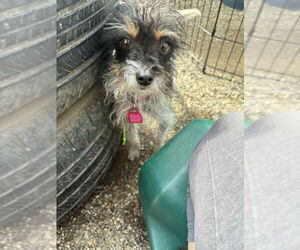 Chihuahua-Unknown Mix Dogs for adoption in Mukwonago, WI, USA