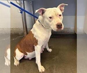 Mutt Dogs for adoption in Camarillo, CA, USA