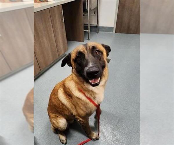 Medium Photo #1 German Shepherd Dog-Unknown Mix Puppy For Sale in Baytown, TX, USA