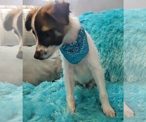 Chihuahua-Unknown Mix Dogs for adoption in Morganville, NJ, USA
