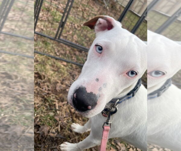Medium Photo #3 Bulldog-Labrador Retriever Mix Puppy For Sale in Tarrytown, GA, USA