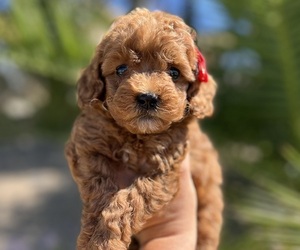Goldendoodle (Miniature) Puppy for sale in MENIFEE, CA, USA