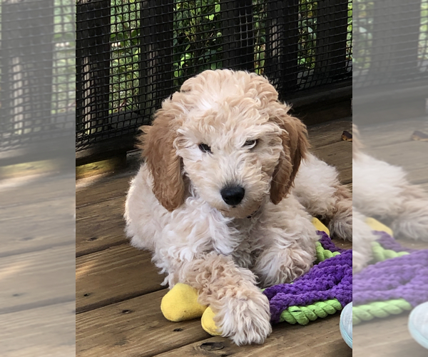 Medium Photo #1 Goldendoodle Puppy For Sale in PINEHURST, NC, USA