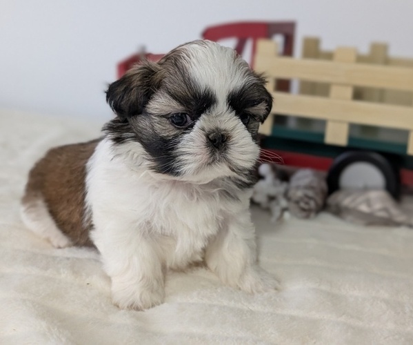 Medium Photo #4 Shih Tzu Puppy For Sale in GOSHEN, IN, USA