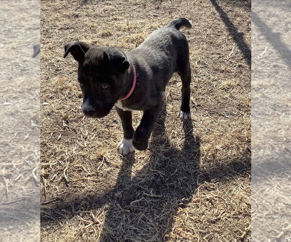 Medium Photo #1 Siberian Husky-Unknown Mix Puppy For Sale in Amarillo, TX, USA