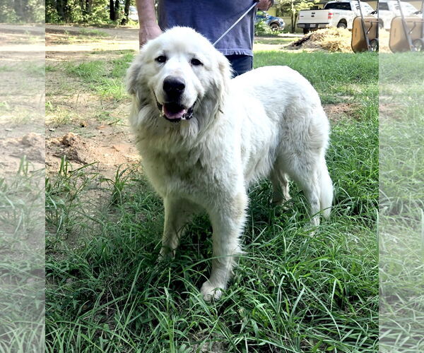 Medium Photo #7 Great Pyrenees Puppy For Sale in Spring, TX, USA