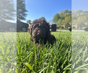 Spanish Water Dog Puppy for sale in NEW ALBANY, IN, USA