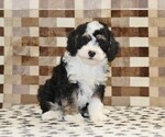 Small #4 Bernedoodle (Miniature)