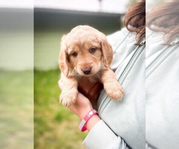 Medium Photo #15 Double Doodle Puppy For Sale in PALMER, AK, USA