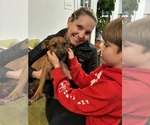 Small Photo #11 Dachshund-Unknown Mix Puppy For Sale in Arlington, VA, USA