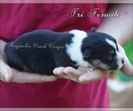 Small Photo #4 Pembroke Welsh Corgi Puppy For Sale in LUTHER, OK, USA