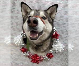 Siberian Husky Dogs for adoption in Santa Maria, CA, USA