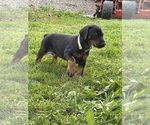 Small #4 Doberman Pinscher