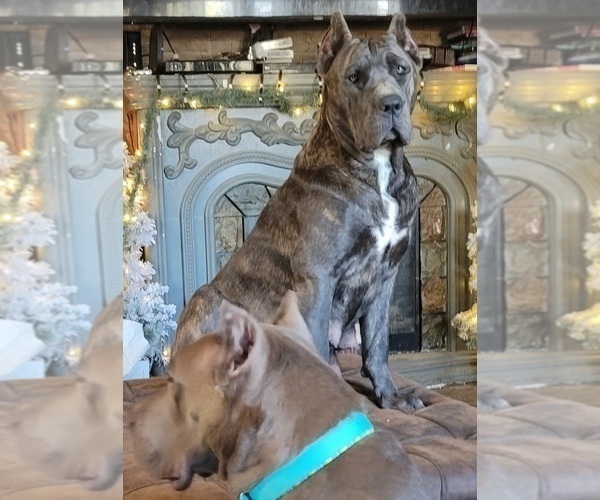 Medium Photo #1 Cane Corso Puppy For Sale in POMEROY, OH, USA