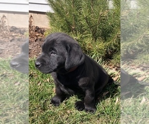 Labrador Retriever Puppy for Sale in DOWNING, Wisconsin USA