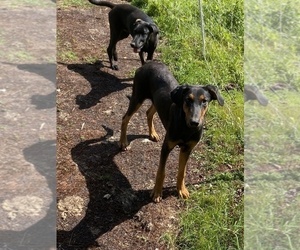 Doberman Pinscher-German Shepherd Dog Mix Puppy for sale in ELLENVILLE, NY, USA