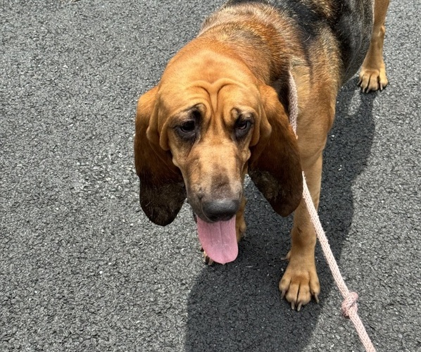 Medium Photo #5 Bloodhound Puppy For Sale in CHICOPEE, MA, USA