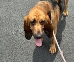 Small #2 Bloodhound