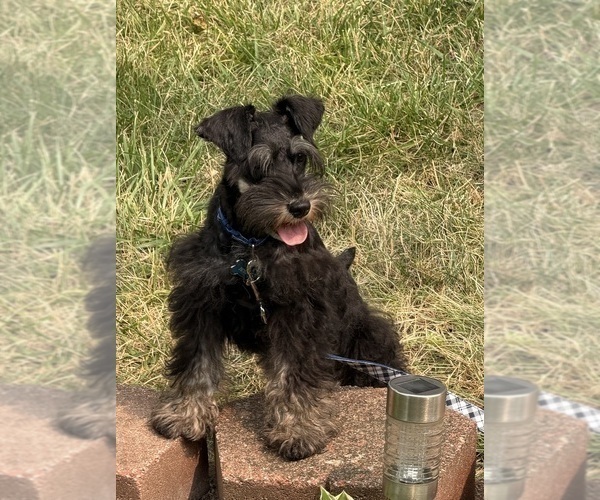 Medium Photo #2 Schnauzer (Miniature) Puppy For Sale in STERLING HEIGHTS, MI, USA