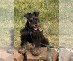 Small #1 Schnauzer (Miniature)