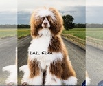 Small Photo #1 Poodle (Standard) Puppy For Sale in KAYSVILLE, UT, USA