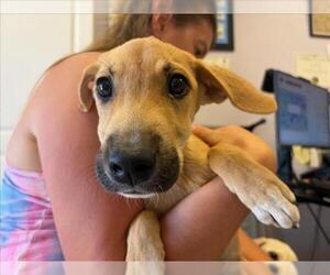 Rhodesian Ridgeback-Unknown Mix Dogs for adoption in Santa Cruz, CA, USA