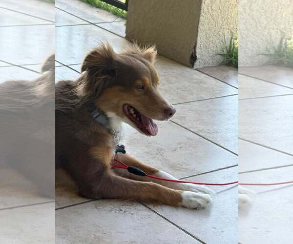 Medium Photo #6 Australian Shepherd Puppy For Sale in Cape May, NJ, USA