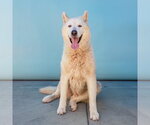 Small #2 Alaskan Malamute Mix