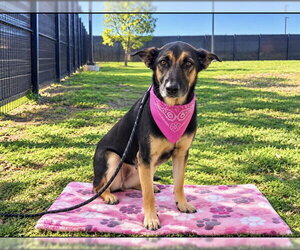 Doberman Pinscher-German Shepherd Dog Mix Dogs for adoption in Orange, CA, USA