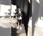 Small #3 Border Collie-Treeing Walker Coonhound Mix
