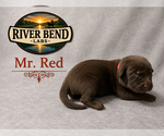 Puppy 6 Labrador Retriever