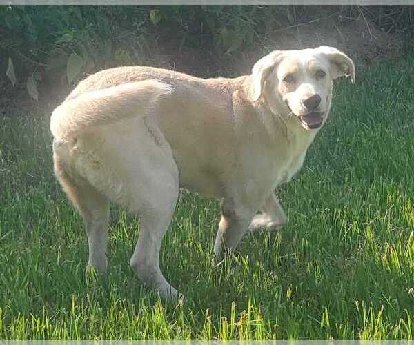 Medium Photo #1 Mutt Puppy For Sale in Abbeville, LA, USA