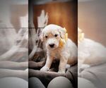 Puppy 5 English Cream Golden Retriever-Poodle (Standard) Mix