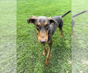 Doberman Pinscher Dogs for adoption in Buffalo, MN, USA