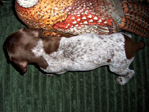 Medium Photo #5 German Shorthaired Pointer Puppy For Sale in ELBERTA, AL, USA
