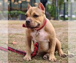 Small Photo #4 American Bully Puppy For Sale in Makati City, Metro Manila, Philippines