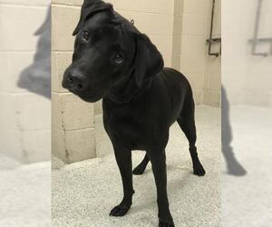 Labrador Retriever Dogs for adoption in Conroe, TX, USA