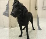 Small Labrador Retriever