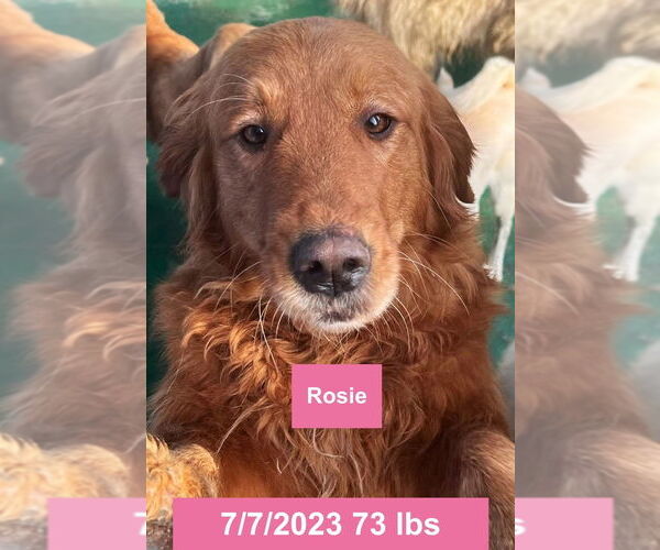 Medium Photo #2 Golden Retriever Puppy For Sale in West Hollywood, CA, USA