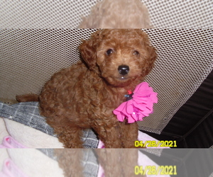 Poodle (Miniature) Puppy for sale in DULUTH, GA, USA