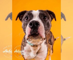 American Pit Bull Terrier-American Staffordshire Terrier Mix Dogs for adoption in Chester, VA, USA