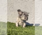 Small Photo #14 French Bulldog Puppy For Sale in PHOENIX, AZ, USA