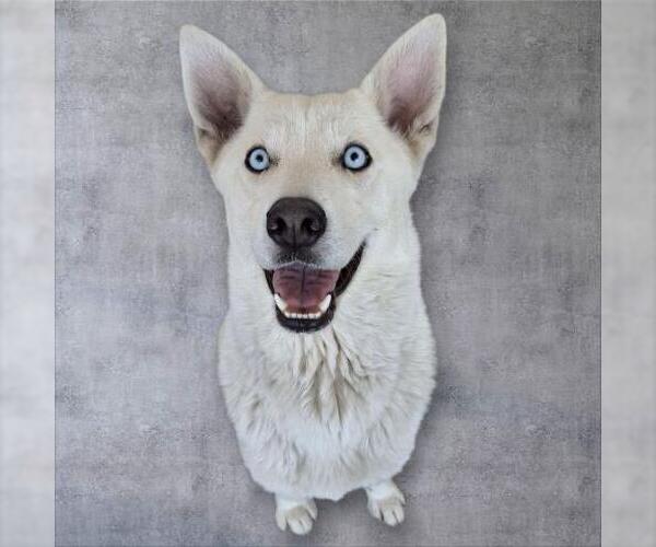 Medium Photo #1 - Mix Puppy For Sale in Bakersfield, CA, USA