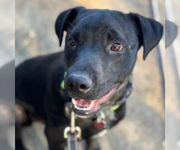 Medium Photo #4 Labrador Retriever-Unknown Mix Puppy For Sale in San Diego, CA, USA