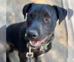 Small #3 Labrador Retriever Mix
