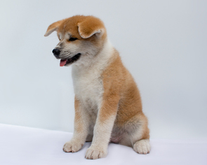 Akita Puppy for sale in POMPANO BEACH, FL, USA