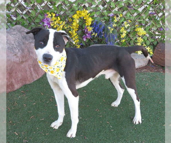 Medium Photo #1 Mutt Puppy For Sale in Oklahoma City, OK, USA