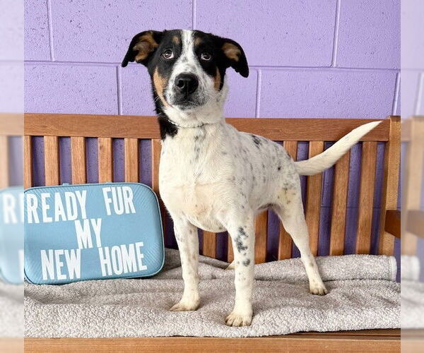 Medium Photo #2 Mutt Puppy For Sale in Genesee, WI, USA