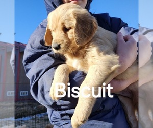 Golden Retriever Puppy for sale in PORT JERVIS, NY, USA